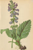ALPENFLORA ALPINE FLOWERS. Horminum pyrenaicum L-Drachenmaul 1897 old print