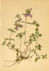 ALPENFLORA ALPINE FLOWERS. Satureja alpina (L) Scheele-Alpenquendel 1897 print