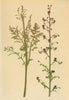 ALPENFLORA ALPINE FLOWERS. Scrophularia Hoppei Koch-Hoppe's Braunwurz 1897
