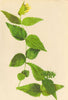 ALPENFLORA ALPINE FLOWERS. Veronica lutea (Scop. ) Wettst-Gelber Ehrenpreis 1897