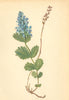 ALPENFLORA ALPINE FLOWERS. Veronica bonarota (L. ) Wettst-Mänderle 1897 print