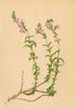 ALPENFLORA ALPINE FLOWERS. Veronica fruticolosa L-Rother Felsehrenpreis 1897