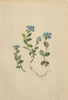 ALPENFLORA ALPINE FLOWERS. Veronica alpina L-Alpenehrenpreis 1897 old print