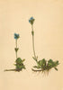 ALPINE FLOWERS. Veronica bellidioides L-Maassliebchenblättriger Ehrenpreis 1897