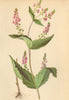 ALPENFLORA ALPINE FLOWERS. Veronica latifolia L-Breitblättriger Ehrenpreis 1897