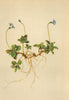 ALPENFLORA ALPINE FLOWERS. Veronica aphylla L-Stengelblattloser Ehrenpreis 1897