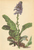 ALPENFLORA ALPINE FLOWERS. Wulfenia carinthiaca Jacq-Wulfenie 1897 old print