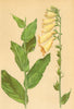 ALPENFLORA ALPINE FLOWERS. Digitalis ambigua Murr-Gemeiner Fingerhut 1897