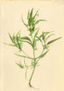 ALPENFLORA ALPINE FLOWERS. Melampyrum silvaticum L-Wald-Wachtelweizen 1897