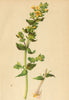 ALPENFLORA ALPINE FLOWERS. Tozzia alpina L-Alpenrachen 1897 old antique print