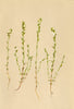 ALPINE FLOWERS. Euphrasia salisburgensis Funk-Salzburgischer Augentrost 1897
