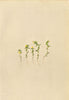 ALPENFLORA ALPINE FLOWERS. Euphrasia minima Jacq-Zwerg-Augentrost 1897 print