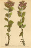 ALPENFLORA ALPINE FLOWERS. Bartschia alpina L-Alpenhelm 1897 old antique print