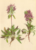 ALPINE FLOWERS. Pedicularis verticillata L-Quirlblättriges Läusekraut 1897