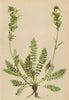 ALPINE FLOWERS. Pedicularis elongata A. Kern-Langtraubiges Läusekraut 1897