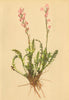 ALPINE FLOWERS. Pedicularis incarnata Jacq-Fleischrothes Läusekraut 1897 print