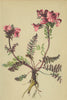 ALPENFLORA ALPINE FLOWERS. Pedicularis rostrata L-Geschnäbeltes Läusekraut 1897