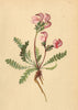 ALPINE FLOWERS. Pedicularis cöspitosa Sieb-Rasenbildendes Läusekraut 1897
