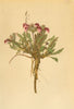 ALPENFLORA. Pedicularis asplenifolia Floerke-Streifenfarnblättriges 1897 print