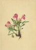 ALPENFLORA ALPINE FLOWERS.Pedicularis geminata Port-Blüthenarmes Läusekraut 1897