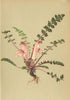 ALPENFLORA ALPINE FLOWERS. Pedicularis acaulis Wulf-Stengelloses Läusekraut 1897