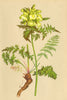 ALPENFLORA ALPINE FLOWERS. Pedicularis foliosa L-Blattreiches Läusekraut 1897