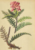 ALPENFLORA ALPINE FLOWERS.Pedicularis recutita L-Ungeschnäbeltes Läusekraut 1897
