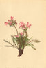ALPENFLORA ALPINE FLOWERS. Pedicularis rosea Wulf-Rosenrothes Läusekraut 1897