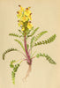ALPENFLORA ALPINE FLOWERS. Pedicularis oederi Vahl-Öder's Läusekraut 1897