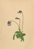ALPENFLORA ALPINE FLOWERS. Pinguicula vulgaris L-Gemeines Fettkraut 1897 print