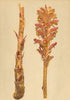 ALPENFLORA ALPINE FLOWERS. Orobanche flava Mart-Gelbe Sommerwurz 1897 print