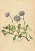ALPENFLORA ALPINE FLOWERS. Globularia cordfolia L-Herzblättrige Kugelblume 1897