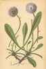 ALPINE FLOWERS. Globularia nudicaulis L-Nacktstengelige Kugelblume 1897 print
