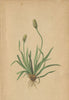 ALPENFLORA ALPINE FLOWERS. Plantago alpina L-Alpenwegerich 1897 old print