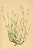 ALPENFLORA ALPINE FLOWERS.Asperula Longiflora W.K-Langblumiger Waldmeister 1897