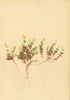 ALPENFLORA ALPINE FLOWERS. Galium baldense Spreng-Monte Baldo-Labkraut 1897