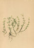ALPENFLORA ALPINE FLOWERS.Galium austriacum Jacq-Oesterreichisches Labkraut 1897