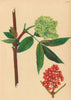 ALPENFLORA ALPINE FLOWERS. Sambucus racemosa L-Traubenhollunder 1897 old print