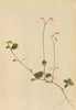 ALPENFLORA ALPINE FLOWERS. Linnaea borealis Gron-Erdkrönchen 1897 old print