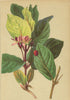 ALPENFLORA ALPINE FLOWERS. Lonicera alpigena L-Alpen-Heckenkirsche 1897 print