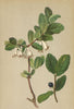 ALPENFLORA ALPINE FLOWERS. Lonicera coerulea L-Blaufrüchtige Heckenkirsche 1897