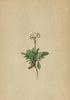 ALPENFLORA ALPINE FLOWERS. Valeriana saliunca All-Weidenblättriger Baldrian 1897