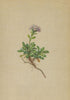 ALPENFLORA ALPINE FLOWERS. Valeriana supina L-Niedriger Baldrian 1897 print