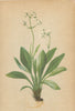 ALPENFLORA ALPINE FLOWERS. Valeriana saxatilis L-Felsenbaldrian 1897 old print