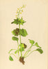 ALPENFLORA ALPINE FLOWERS. Valeriana elongata Jacq-Verlängerter Baldrian 1897