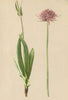 ALPINE FLOWERS. Knautia longifolia Koch-Langblättrige Wittwenblume 1897 print
