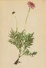 ALPENFLORA ALPINE FLOWERS. Scabiosa Lucida Vill-Glänzendes Krätzenkraut 1897
