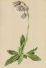 ALPENFLORA ALPINE FLOWERS. Campanula barbata L-Bärtige Glockenblume 1897 print