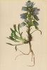ALPENFLORA ALPINE FLOWERS. Campanula alpina Jacq-Alpen-Glockenblume 1897 print