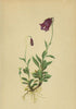 ALPENFLORA ALPINE FLOWERS. Campanula pulla L-Dunkelviolette Glockenblume 1897